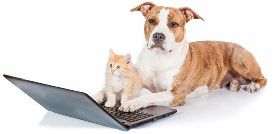 dog-and-kitten-in-front-of-computer