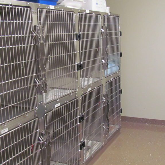 Cat Recovery Suites